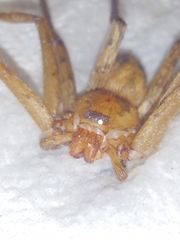 Heteropoda venatoria