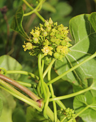 Cynanchum wilfordii