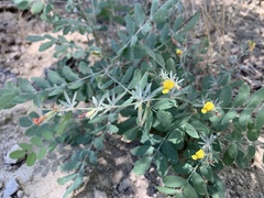Acmispon wrightii
