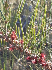 Allocasuarina paradoxa