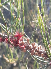 Allocasuarina paradoxa