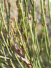 Allocasuarina paradoxa