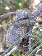 Allocasuarina paradoxa