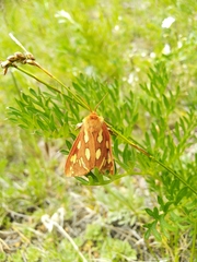 Arctia aulica