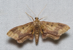 Idaea furciferata