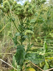 Magnoliopsida