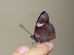 Adelpha lycorias lycorias