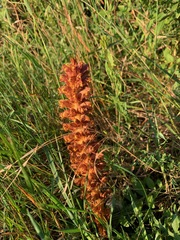 Orobanche elatior