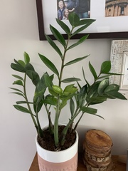 Zamioculcas