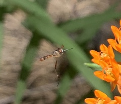 Stylogaster beresfordi