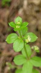 Galium formosense