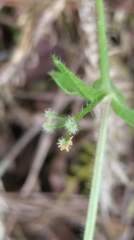 Galium formosense