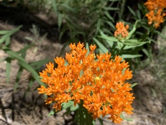 Stylogaster beresfordi