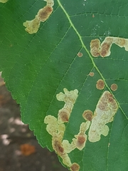 Cameraria ohridella