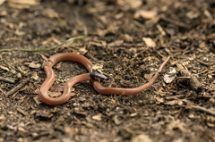 Aparallactus capensis