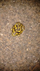 Uperodon systoma