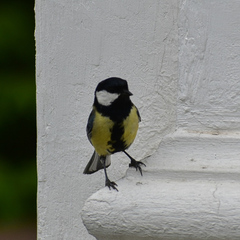 Parus major