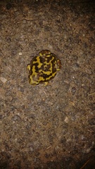 Uperodon systoma