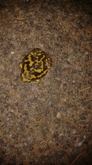 Uperodon systoma