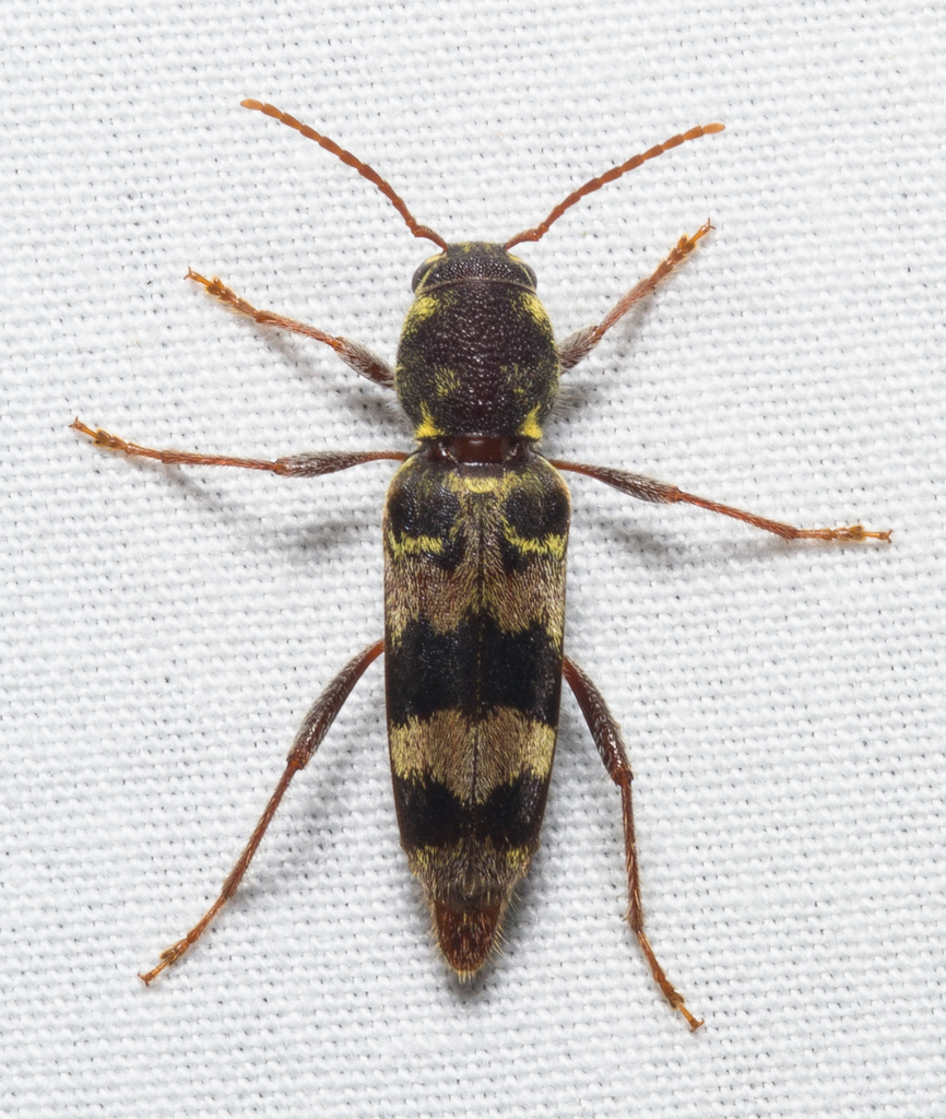 Rustic Borer