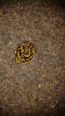 Uperodon systoma