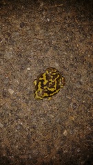Uperodon systoma