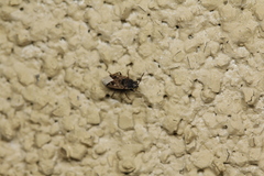 Sphragisticus nebulosus