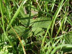 Chorthippus brunneus