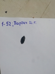 Poecilonota variolosa