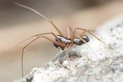 Microlinyphia mandibulata