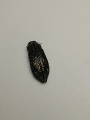 Poecilonota variolosa