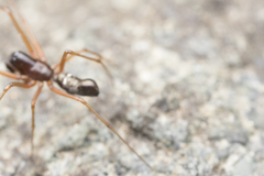 Microlinyphia mandibulata