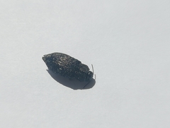 Poecilonota variolosa