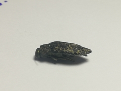 Poecilonota variolosa