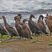 Cormorants and Shags - Photo (c) Jerry Oldenettel, some rights reserved (CC BY-NC-SA)