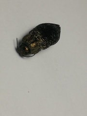 Poecilonota variolosa