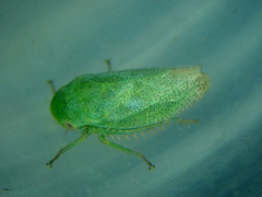 Batracomorphus irroratus