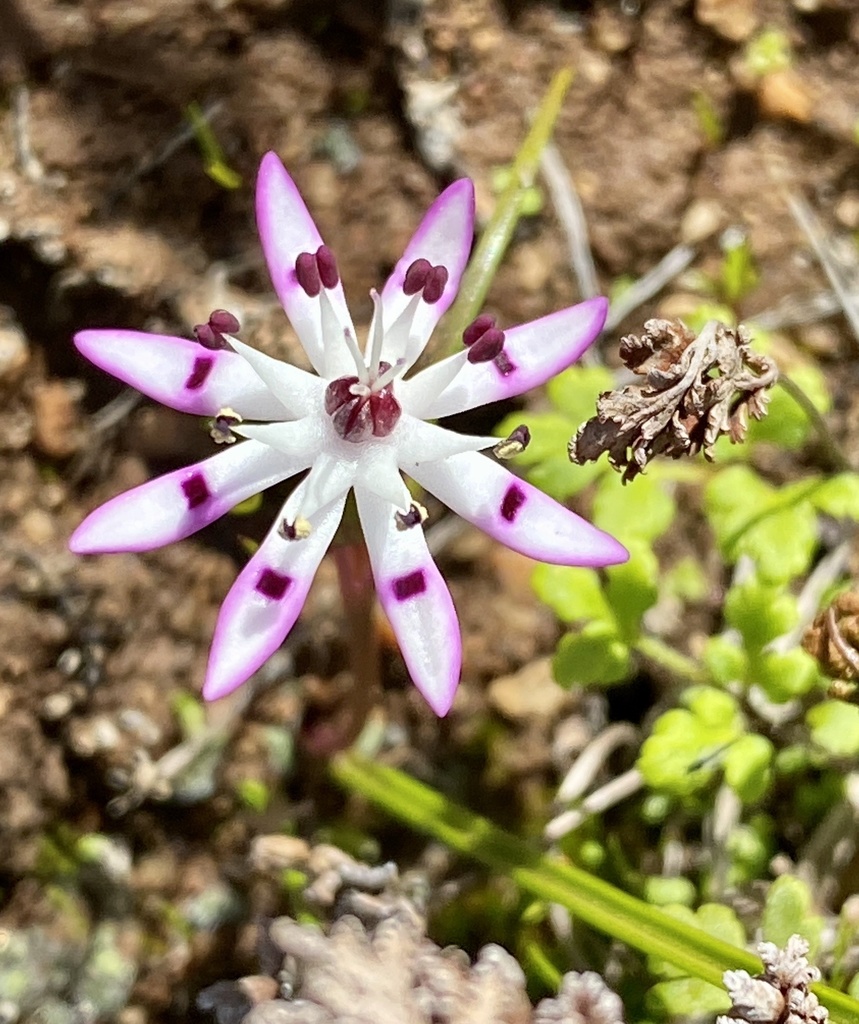 Wurmbea tenella