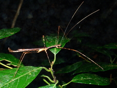 Diesbachia hellotis