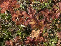 Drosera bulbosa