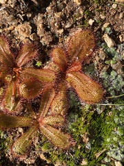 Drosera bulbosa