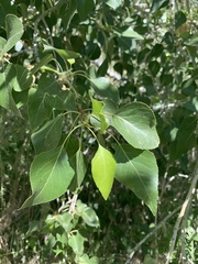 Populus × hinckleyana