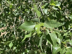 Populus × hinckleyana