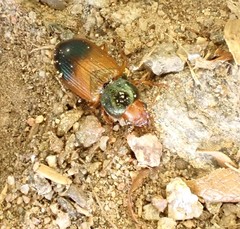 Diachromus germanus