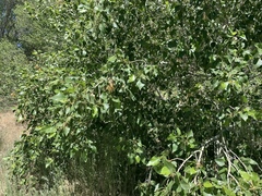 Populus × hinckleyana