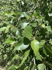 Populus × hinckleyana