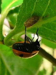 Dinocampus coccinellae paralysis virus