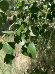Populus × hinckleyana