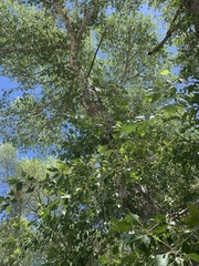 Populus × hinckleyana