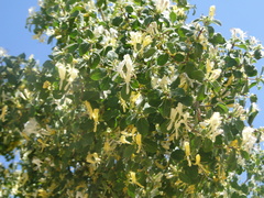 Lonicera nummulariifolia